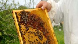Эксперты озвучили главные весенние угрозы для пчёл